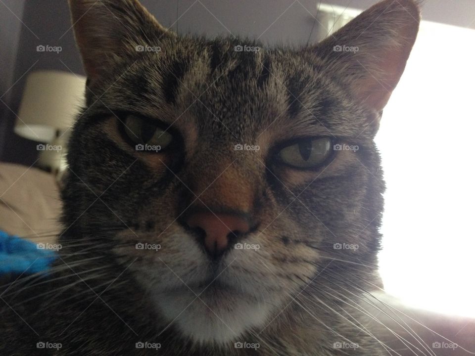 Tabby cat looking directly into camera. 
