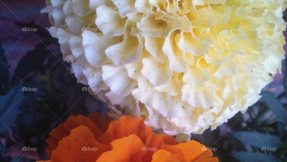 White and Orange Marigold flowers