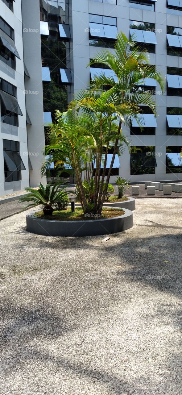 jardim das palmeiras 🌴