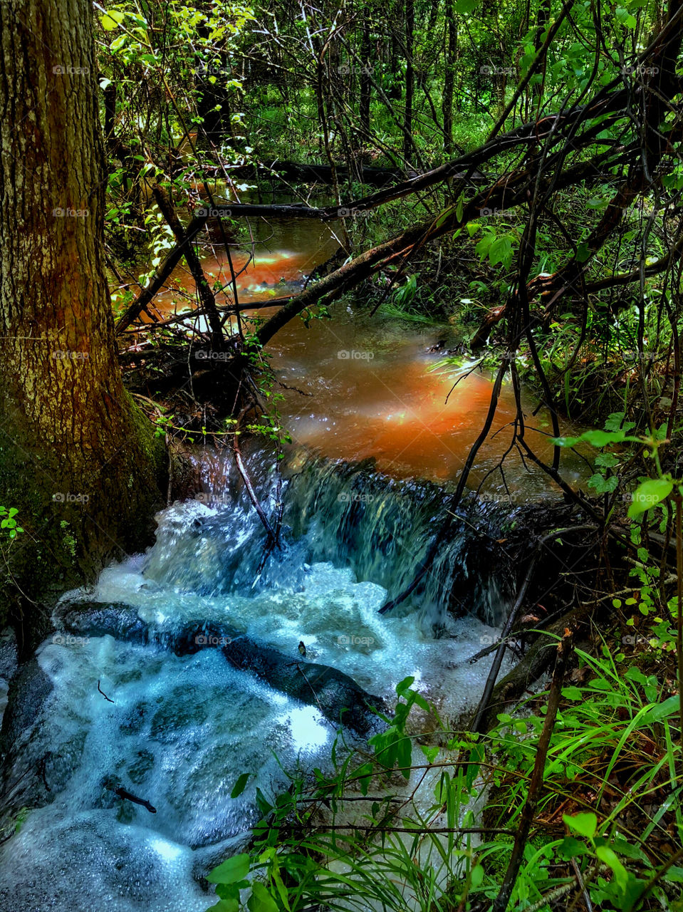 Forest Water (This about 100 yards from my back yard)