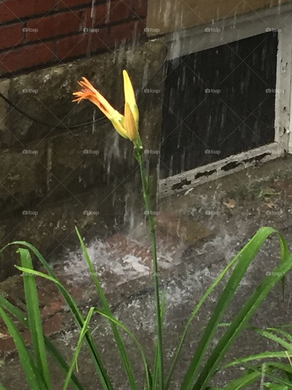 Wet day, even for flowers.