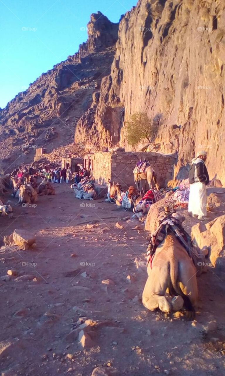 touristic mode activated. enjoying the moment with camels