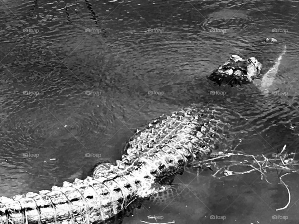 Lake Apopka Nature Drive in Florida 