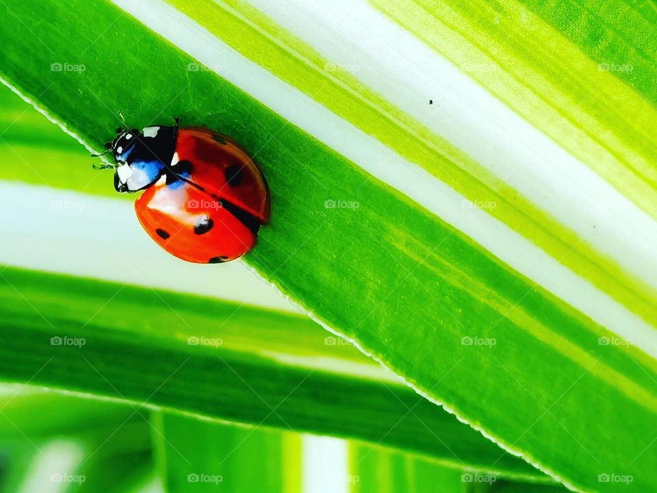 Lady bug on a leaf