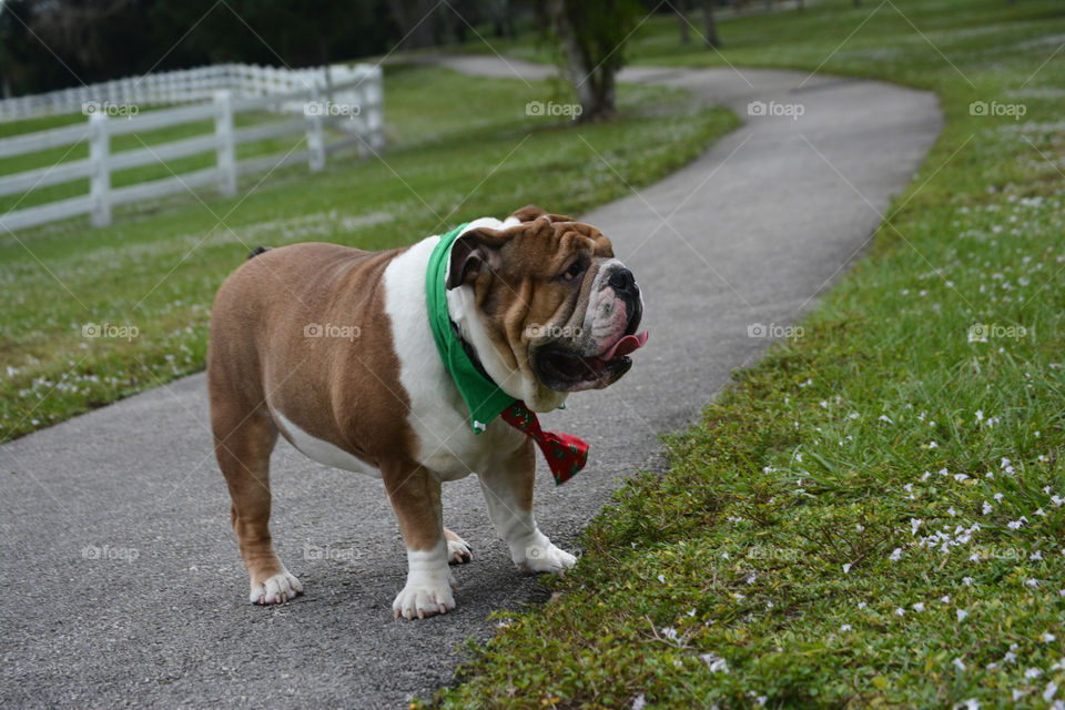 Bull Dog Dressed for Success taking a walk in the park