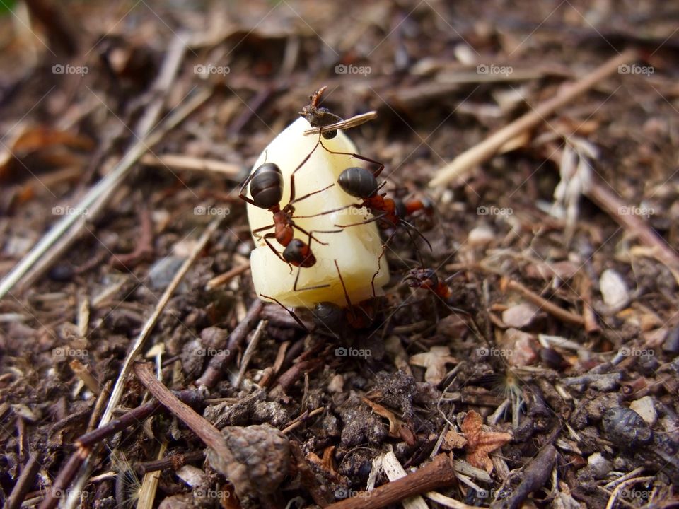 There is an ant hill close to my house.  The weather has been nice so the ants have been very busy and active. I noticed that many ants makes an interesting sound.