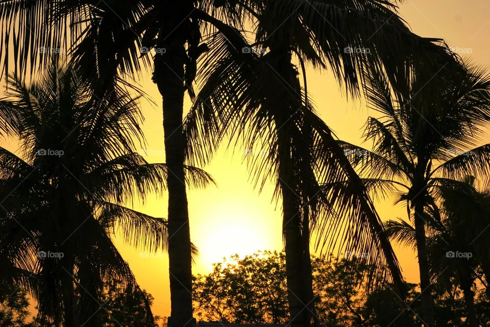 Cocotrees