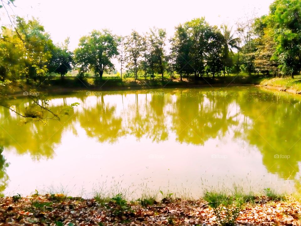 tree,sky,water,river