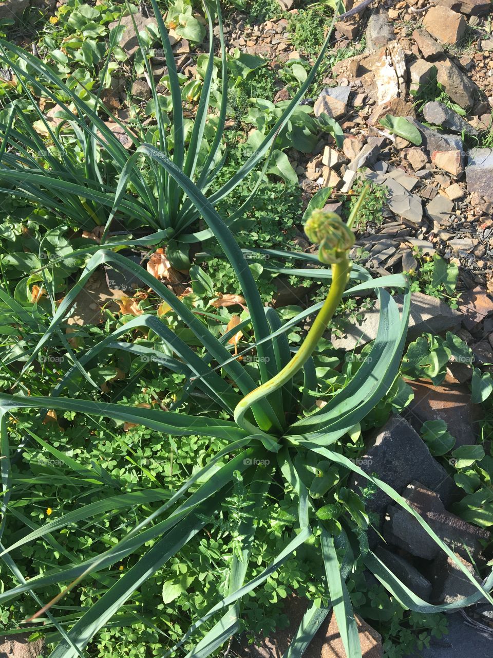 Signs of spring with first asphodels