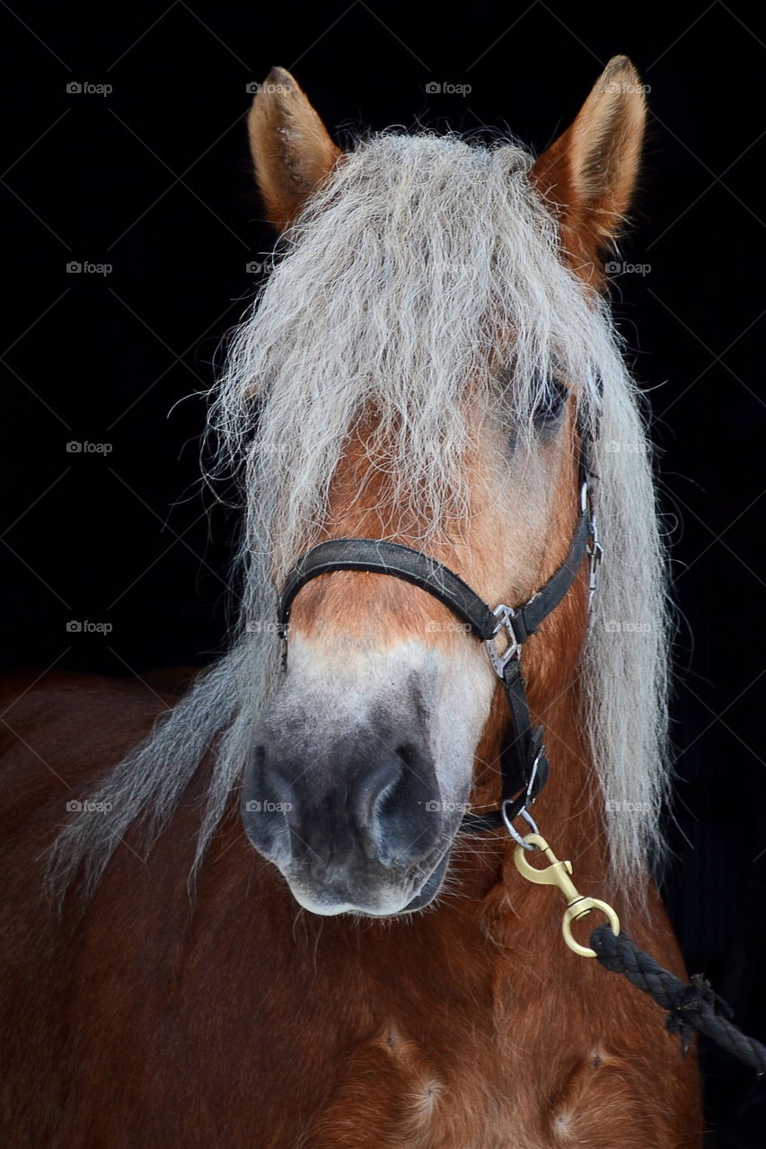 Portrait of horse