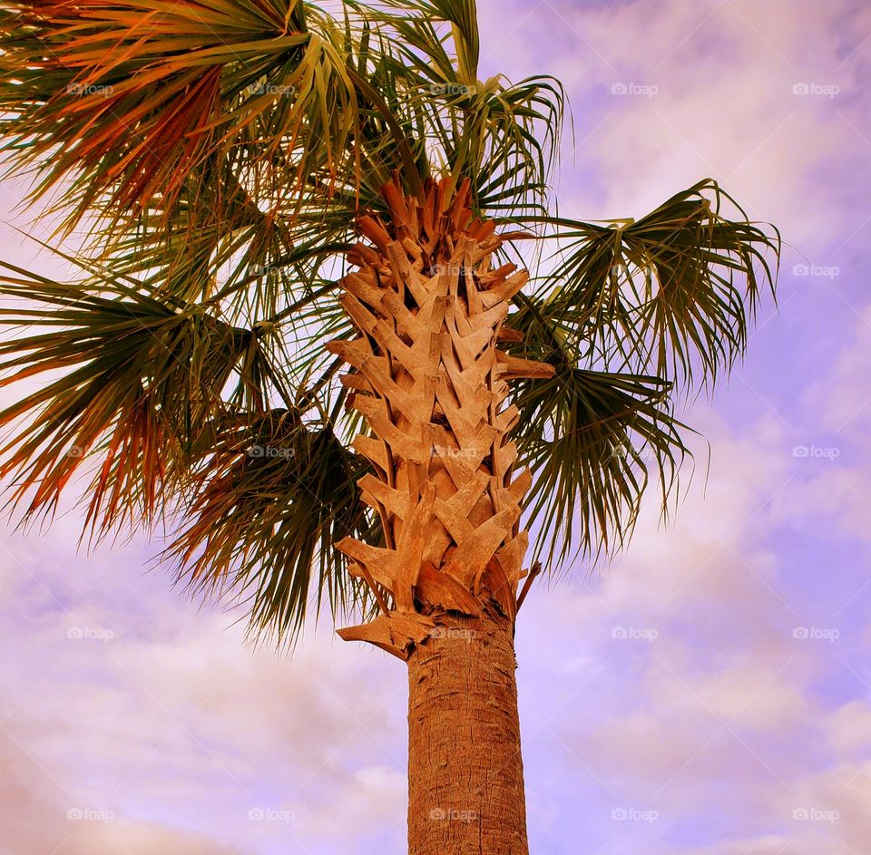 palm tree