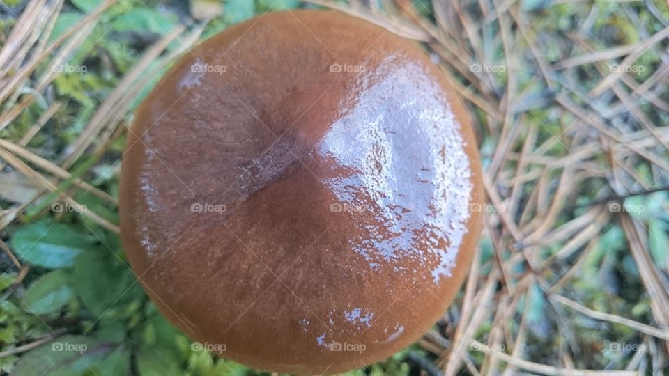 Closeup of a mushroom cap
