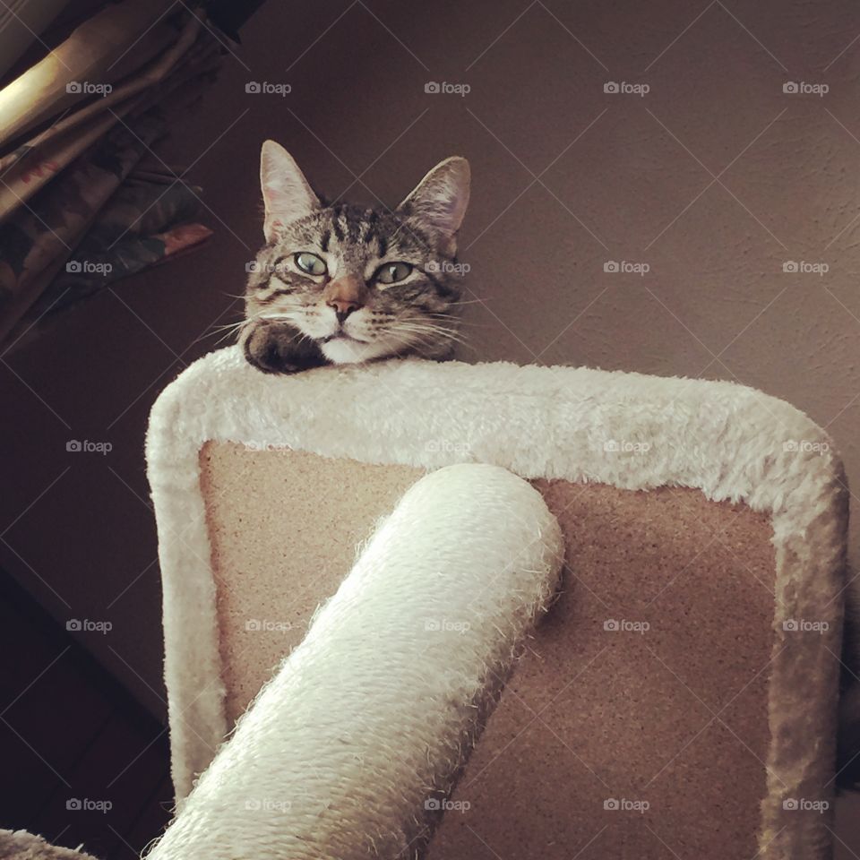 What’s up-or what’s down- cat on a cat tree 