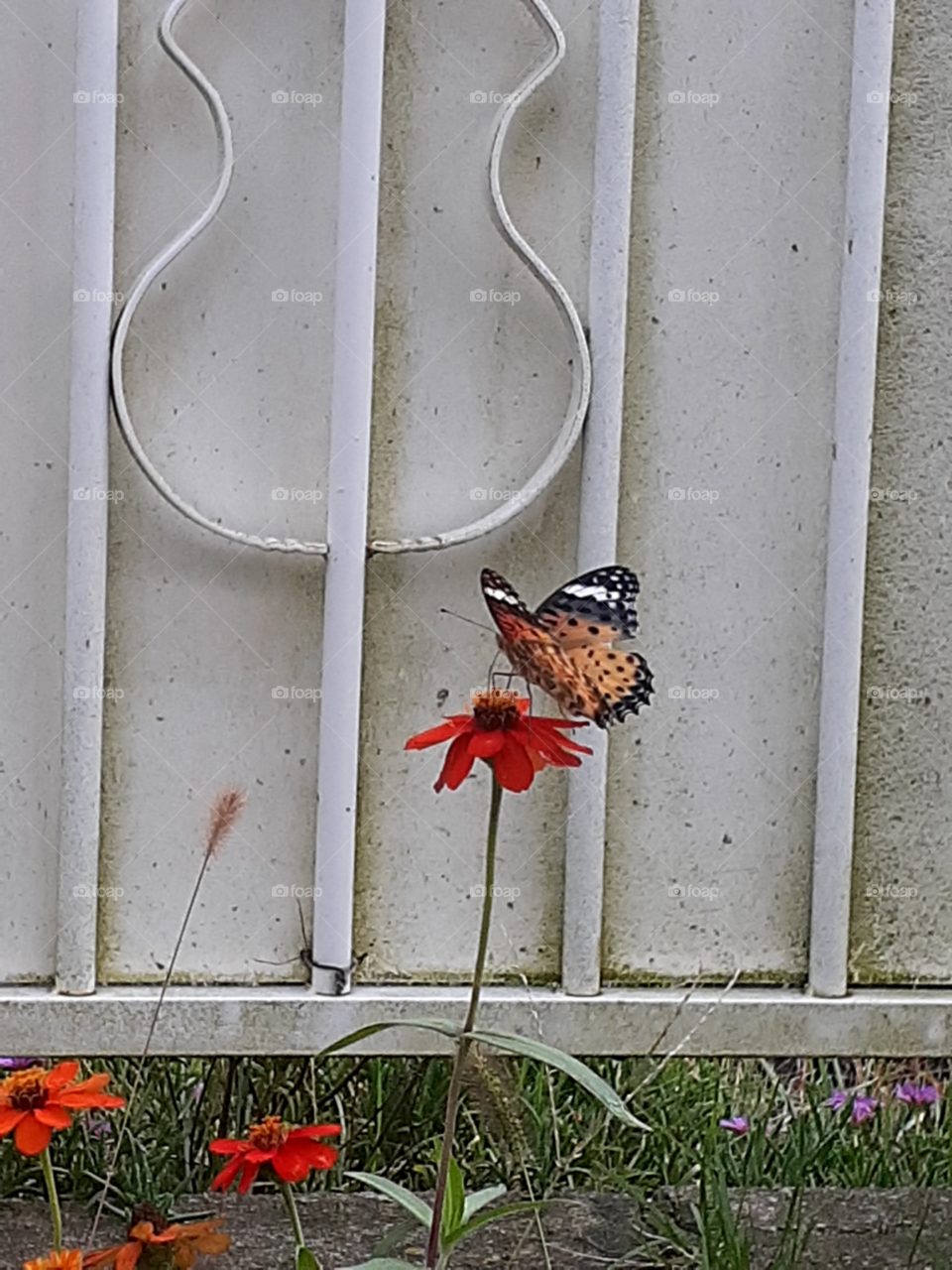 portrait of a red flower  and the orange  butterfly that's sucking  on its juice.