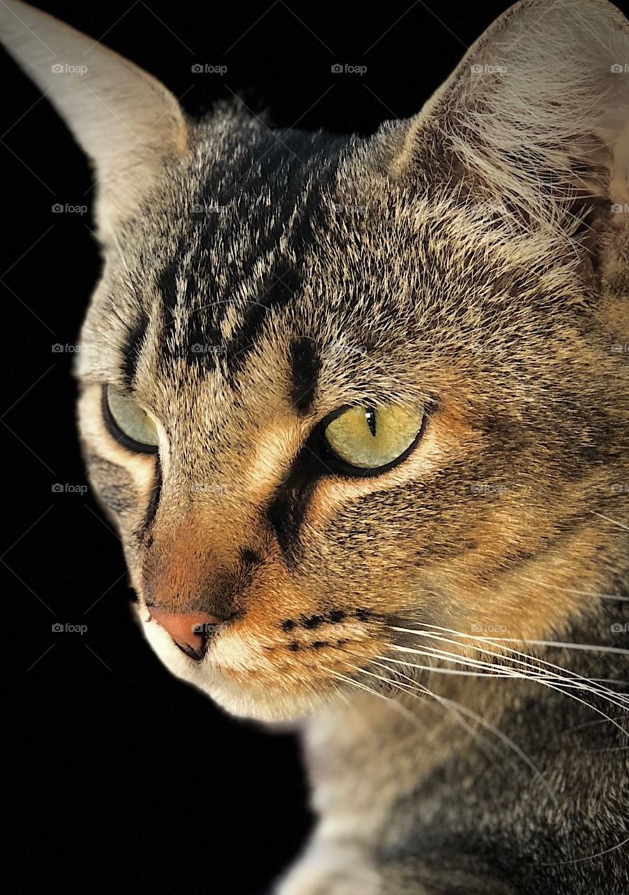Cat Portrait (that darned portrait mode...)