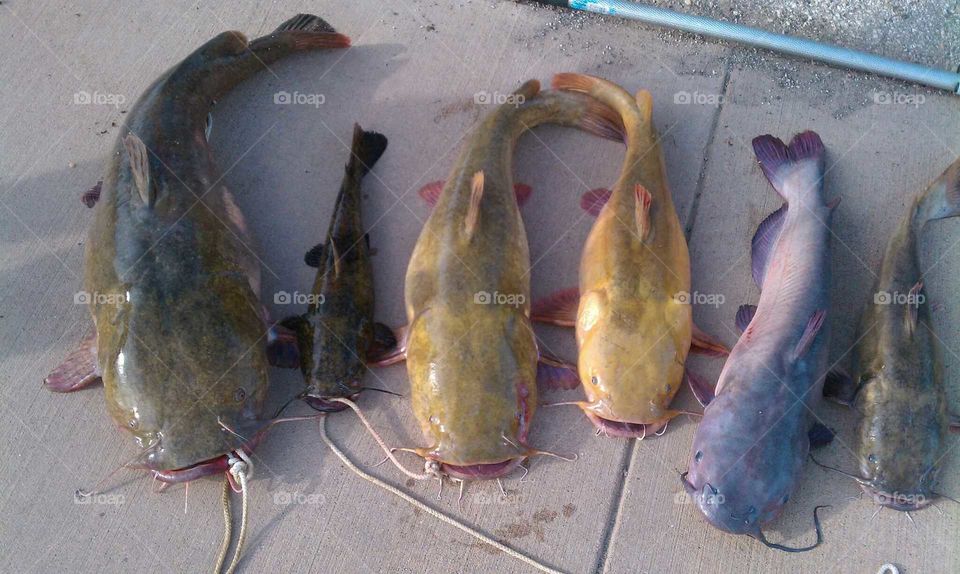 Several catfish. This is a photograph of several catfish caught in Texas.