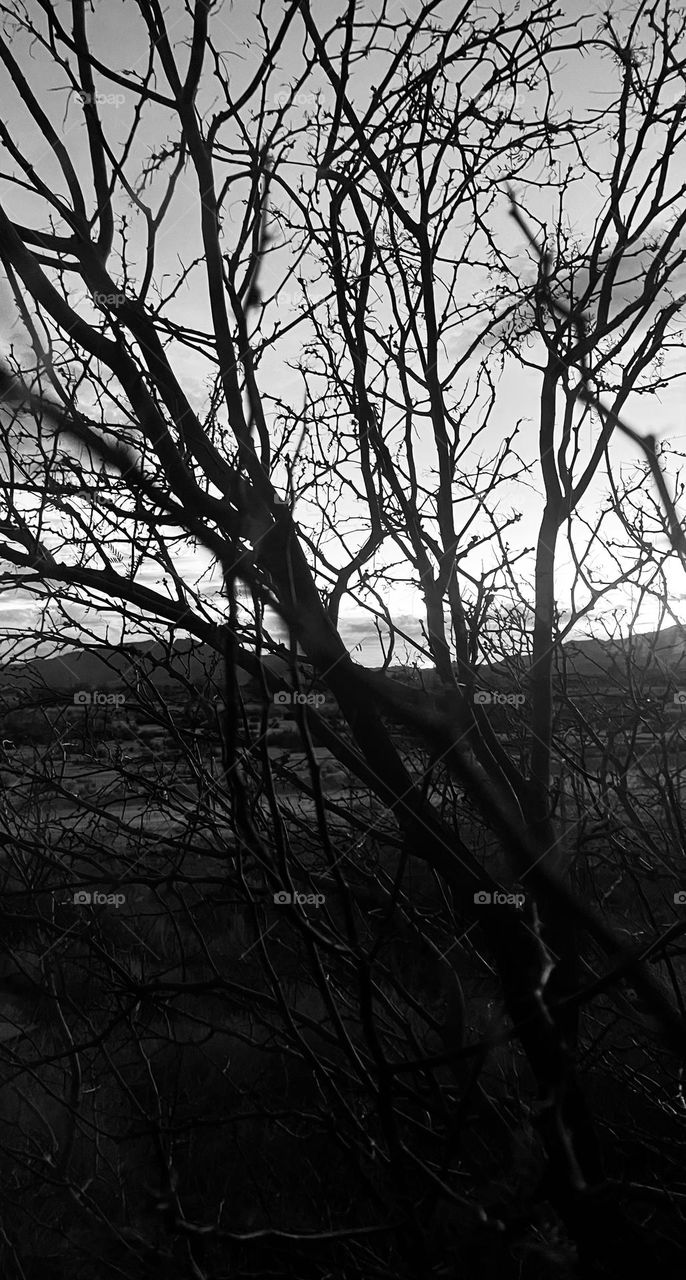 A black and white photo of a tree and mountains in the distance. 