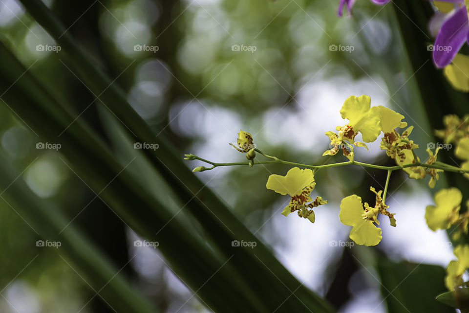 Beautiful yellow Orchid Background blurred leaves in the garden.