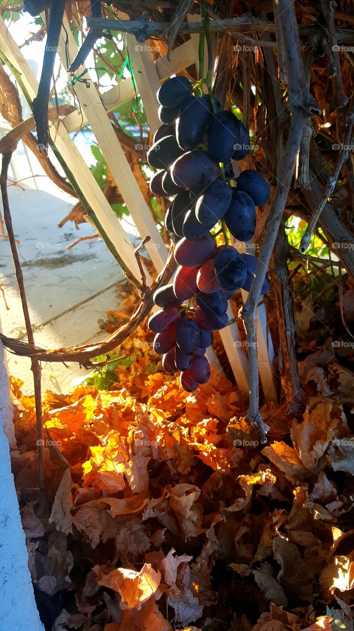 Sweet Grapes Are Ready