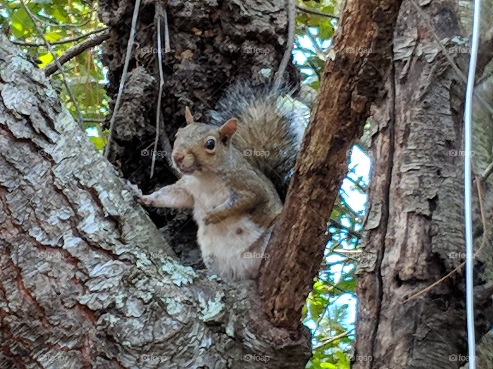 hello squirrel
