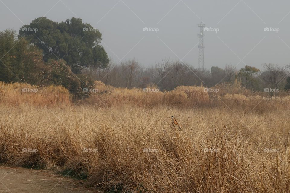 良渚遗址公园