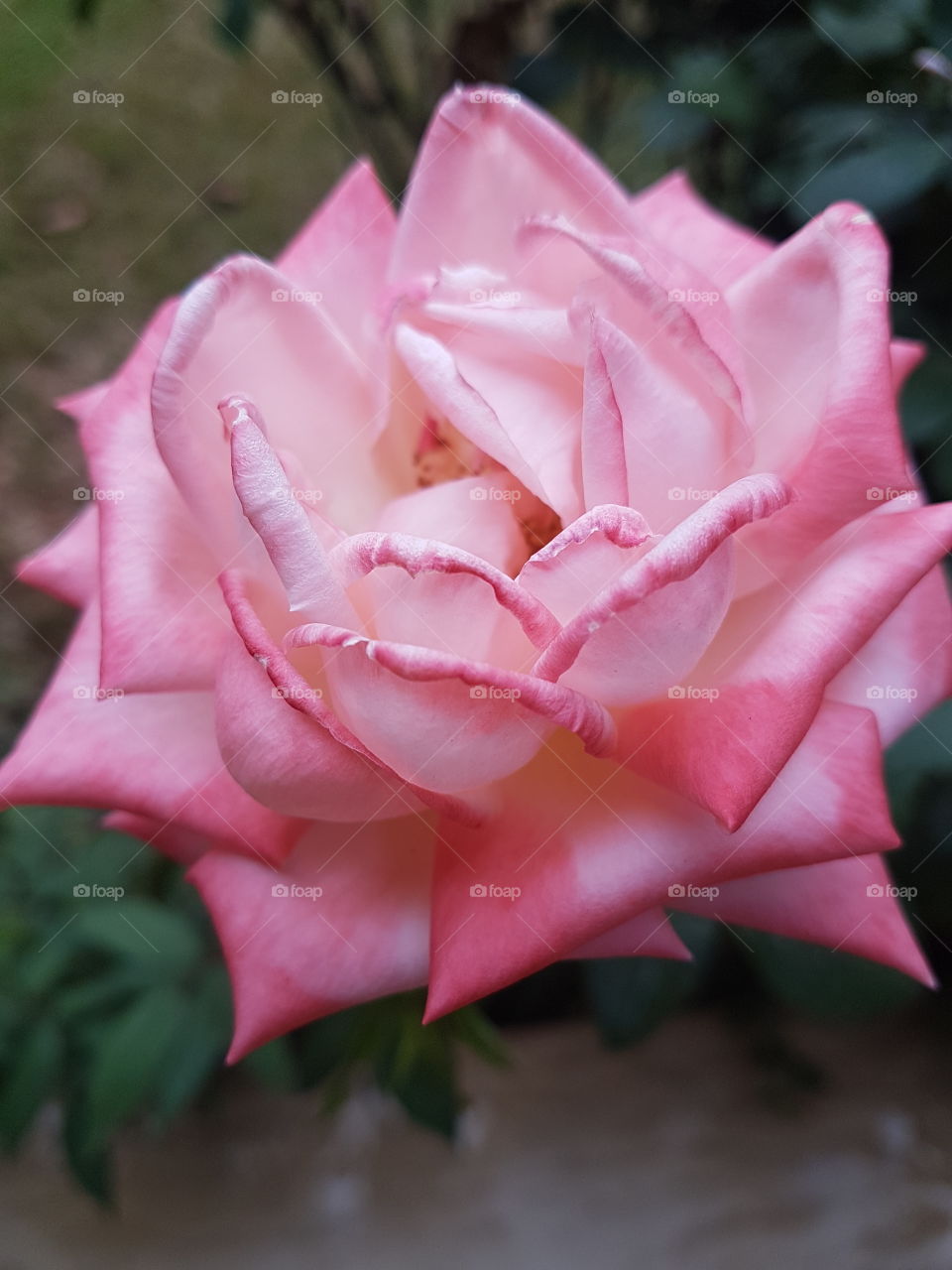 pink flower rose