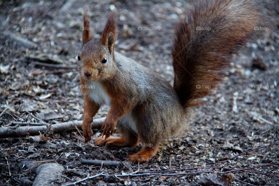 Squirrel in dirt