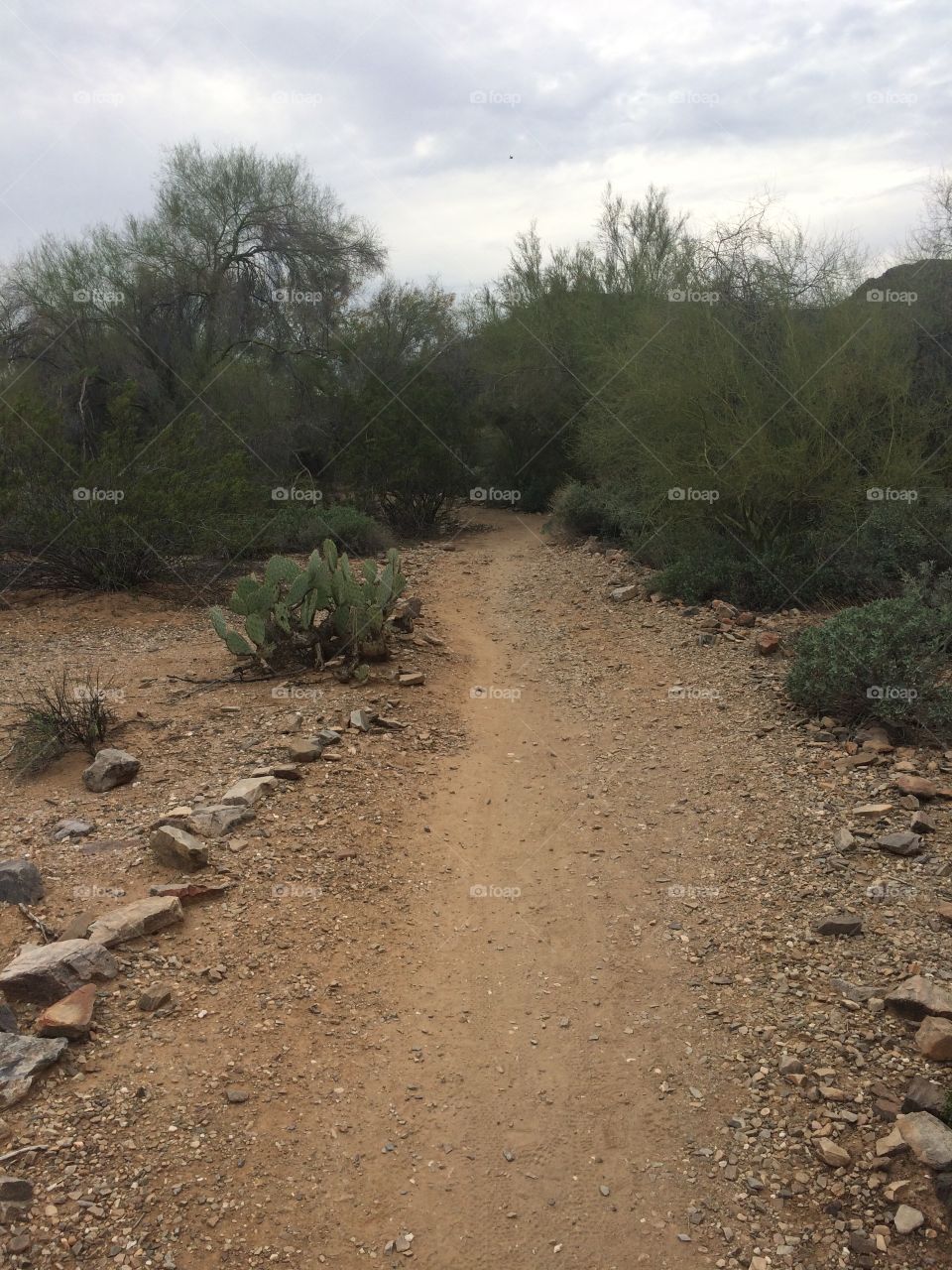 Trail at Phoenix Mountains Preserve