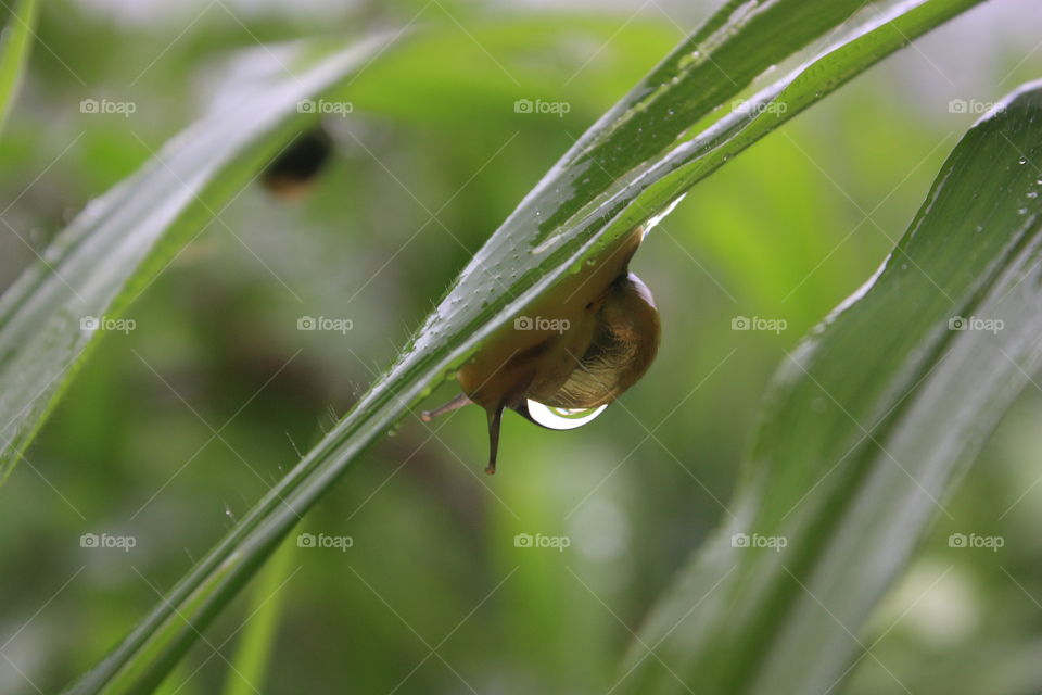 a snail with water drop on back