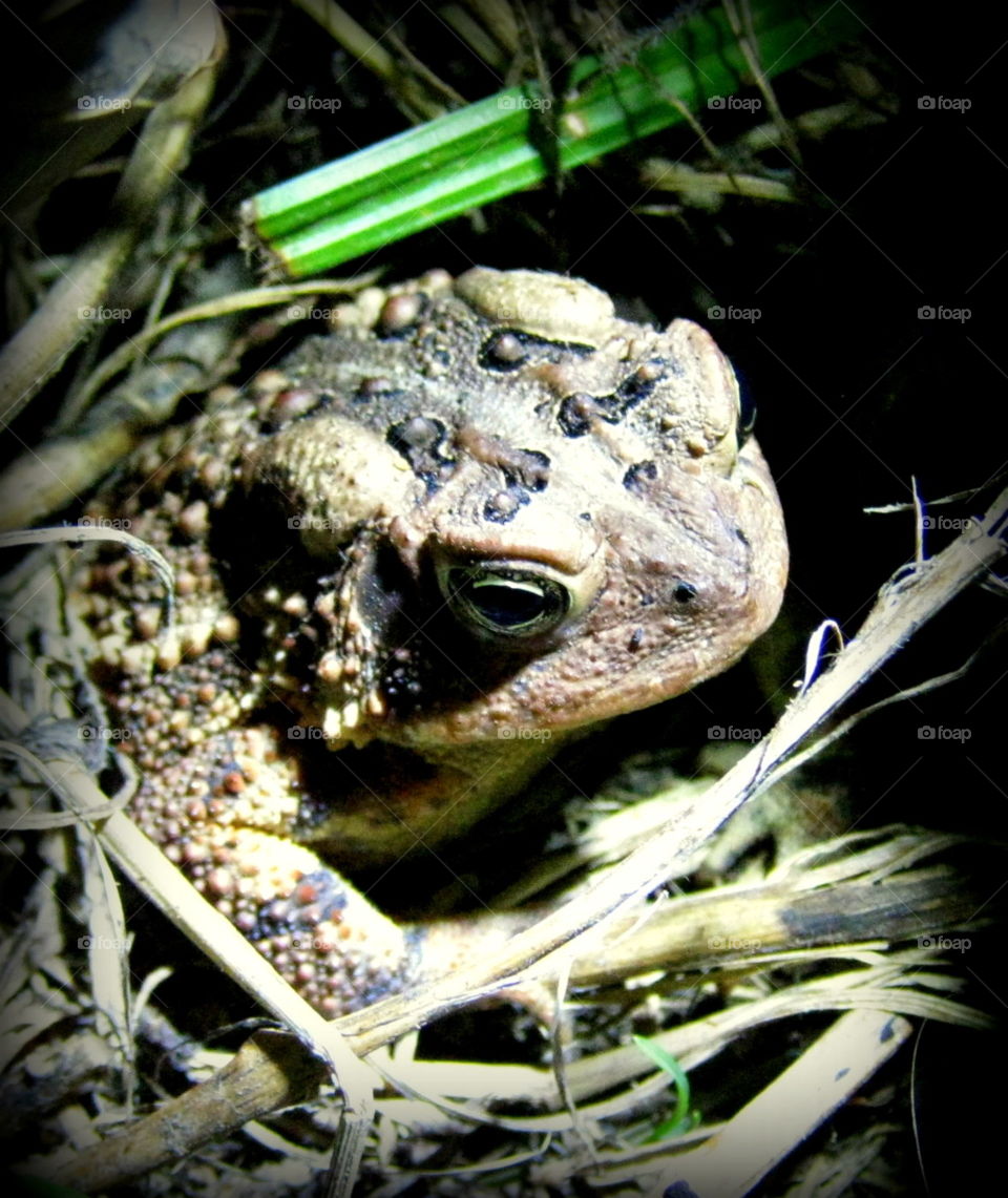 A toad in the spotlight sitting in the grass taken at night in Vinton, Ohio
