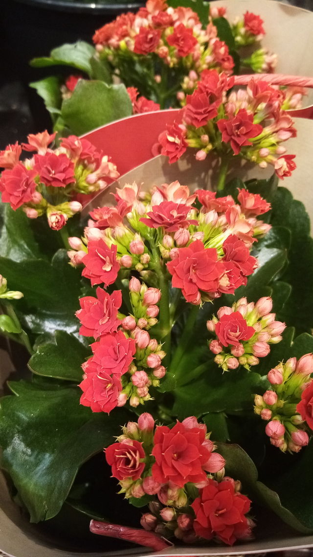 Blumen Germany