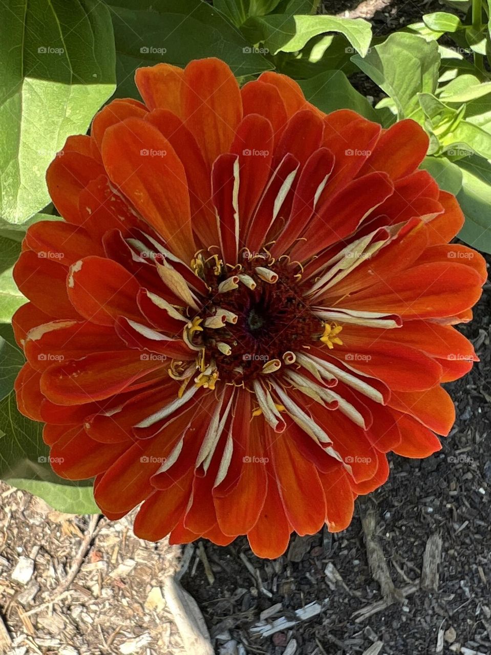 Red orange flower