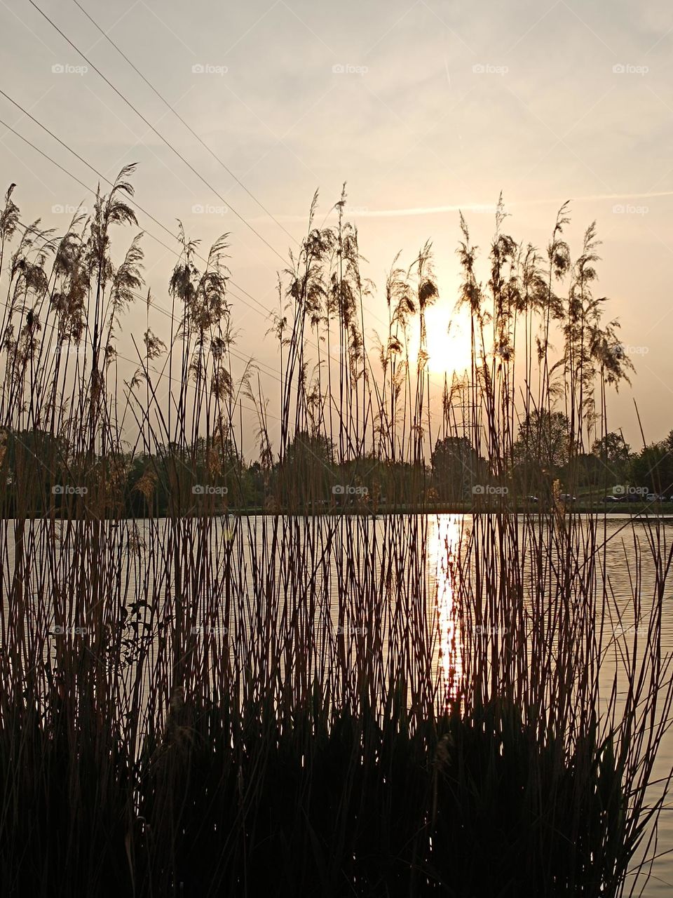 Evening by the pond