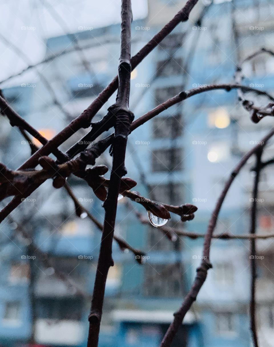 Rain drops on tree branches at blue buildings background 
