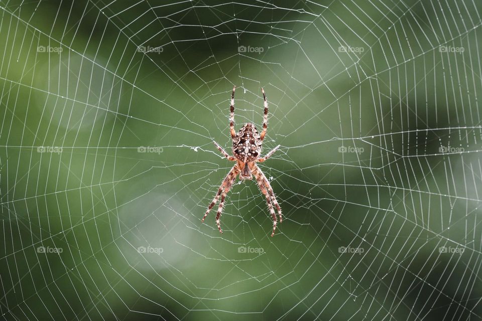 Closeup or macro of a spider in its web