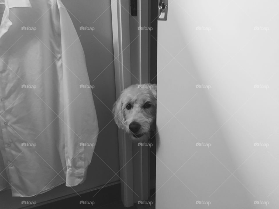 Labradoodle dog peeking in the door
