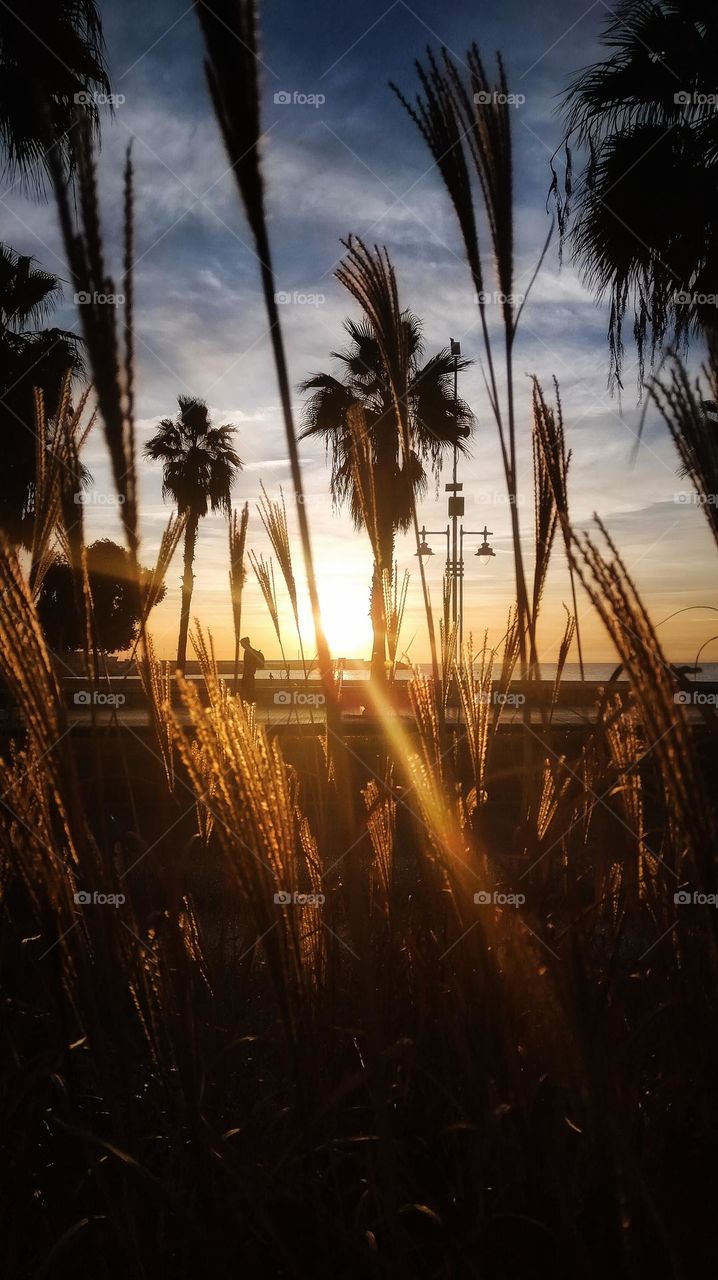 backlights along the beach