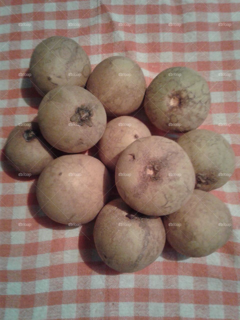 Sapota (Manilkara Zapota)