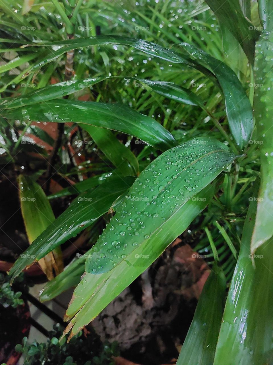 Droplets on Leaf