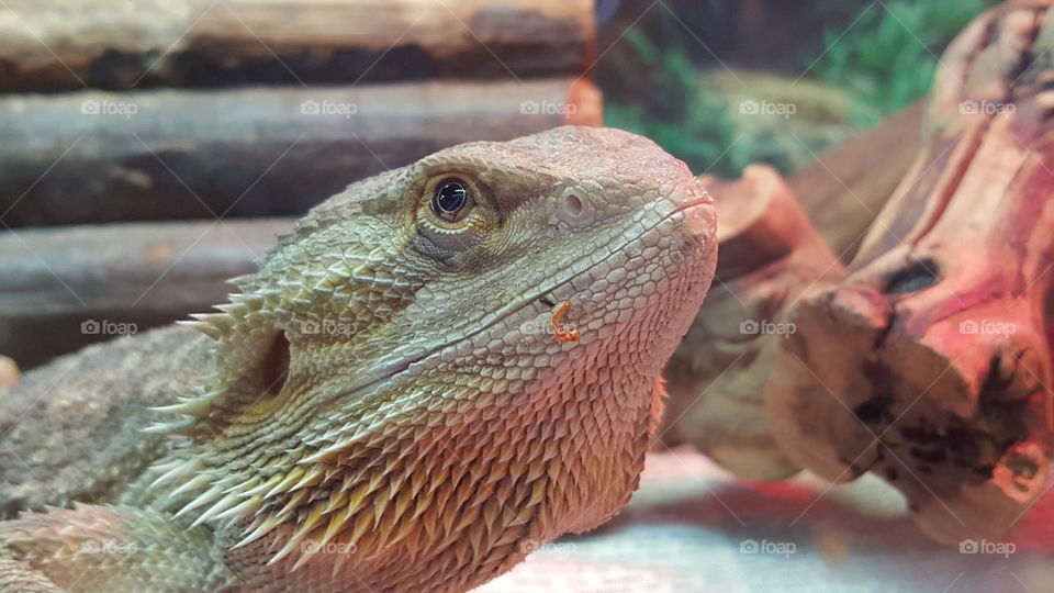 Profiling Bearded Dragon