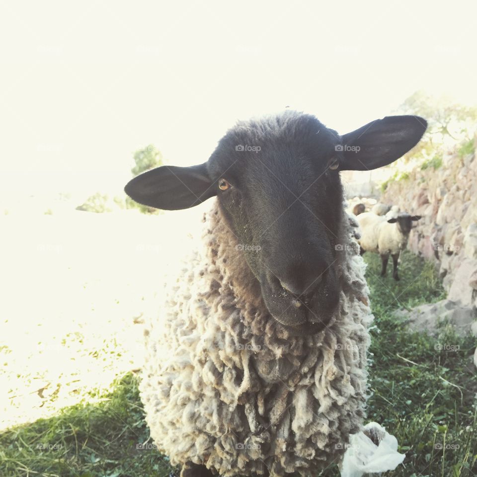 Sheep in Peru