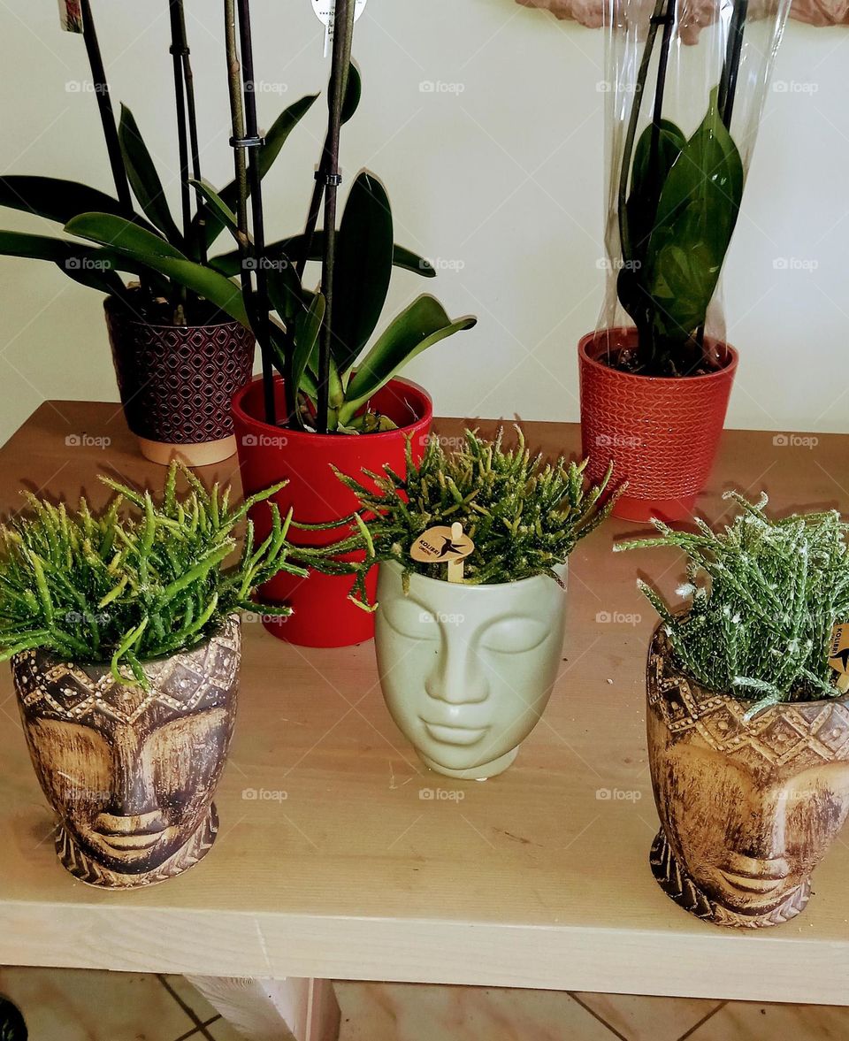 Νice plants and pots