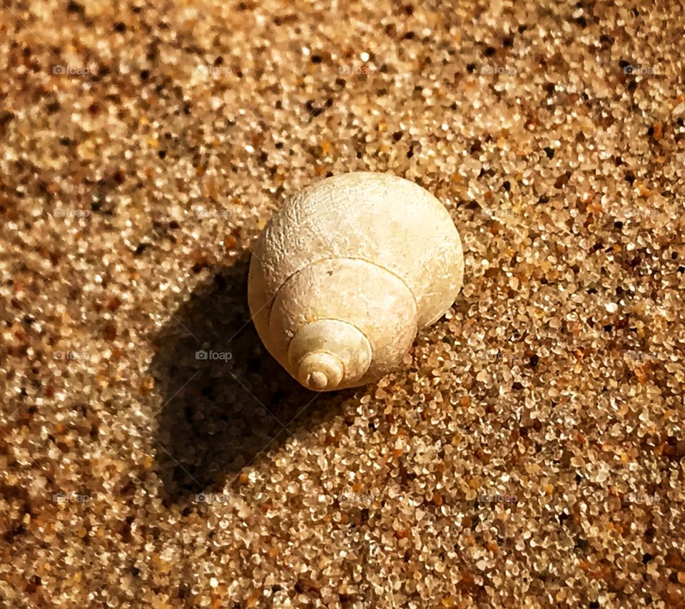 Very tiny seashell on the beach—taken in Ludington, Michigan 