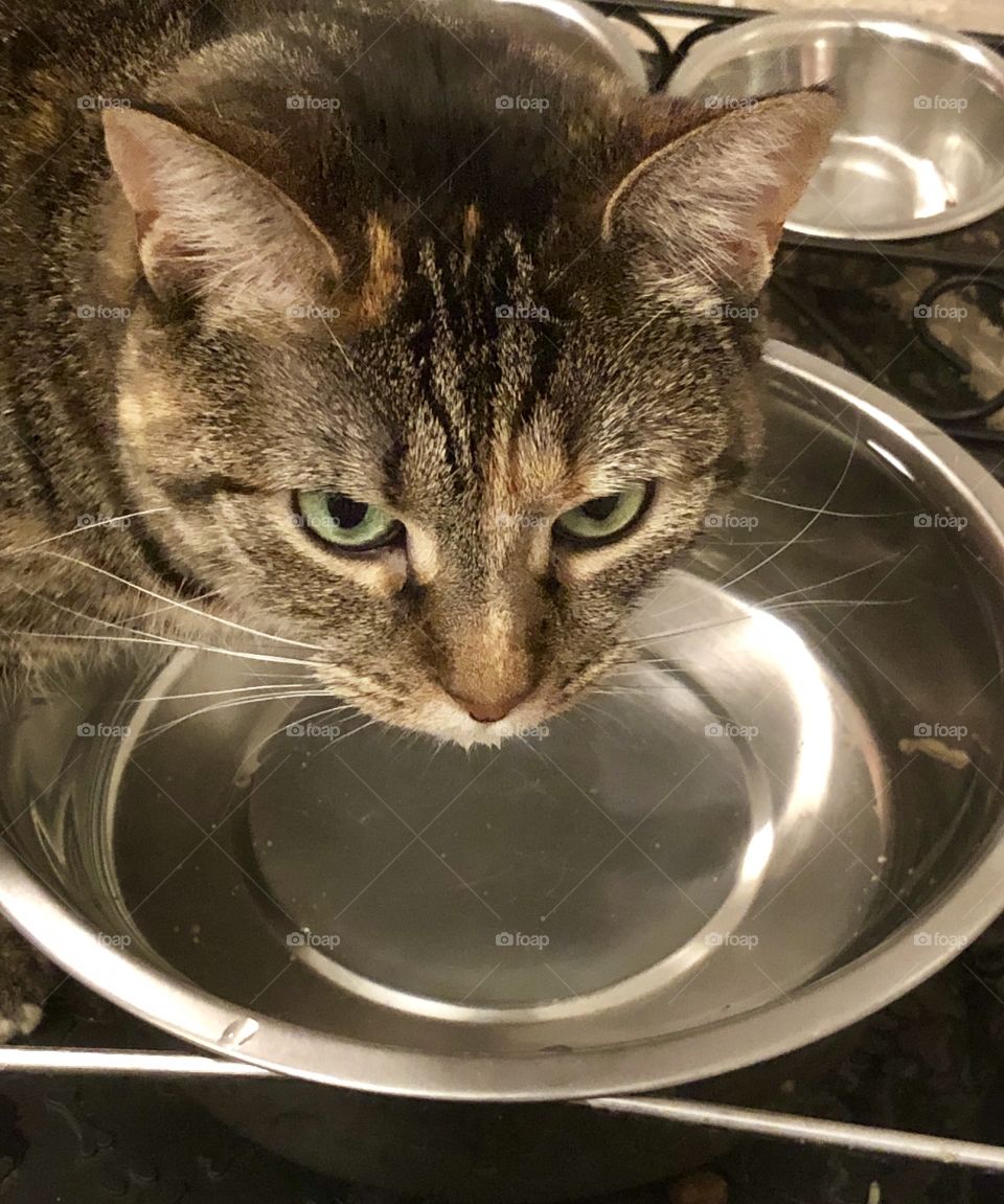 Tabby cat Busted drinking at the dogs bowl 😂