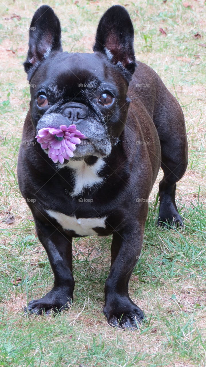 My beloved Virgule. So sad that  she's gone.  But she was so sweet as to bring us little presents like this. Virgule forever in our hearts.