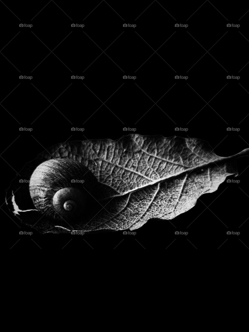snail