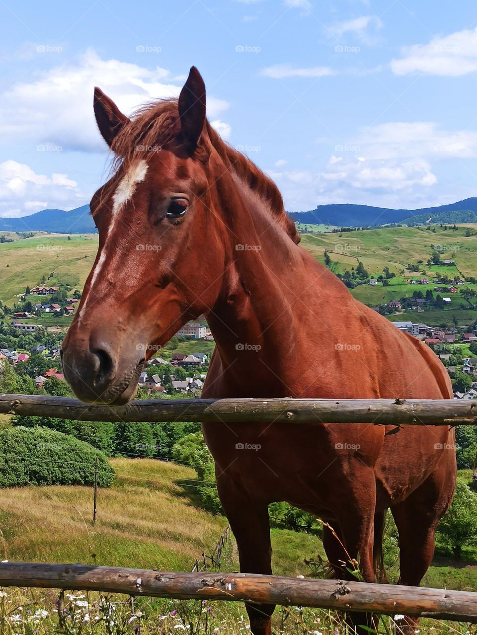 The Colors of Autumn. brown