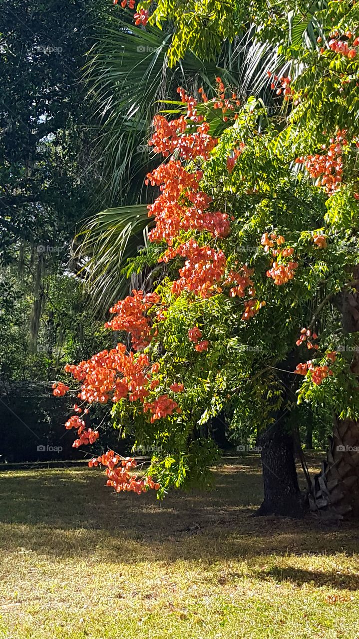 Leaf, Tree, Garden, No Person, Flower