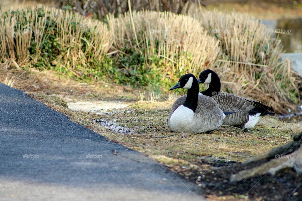 Canada geese resting.