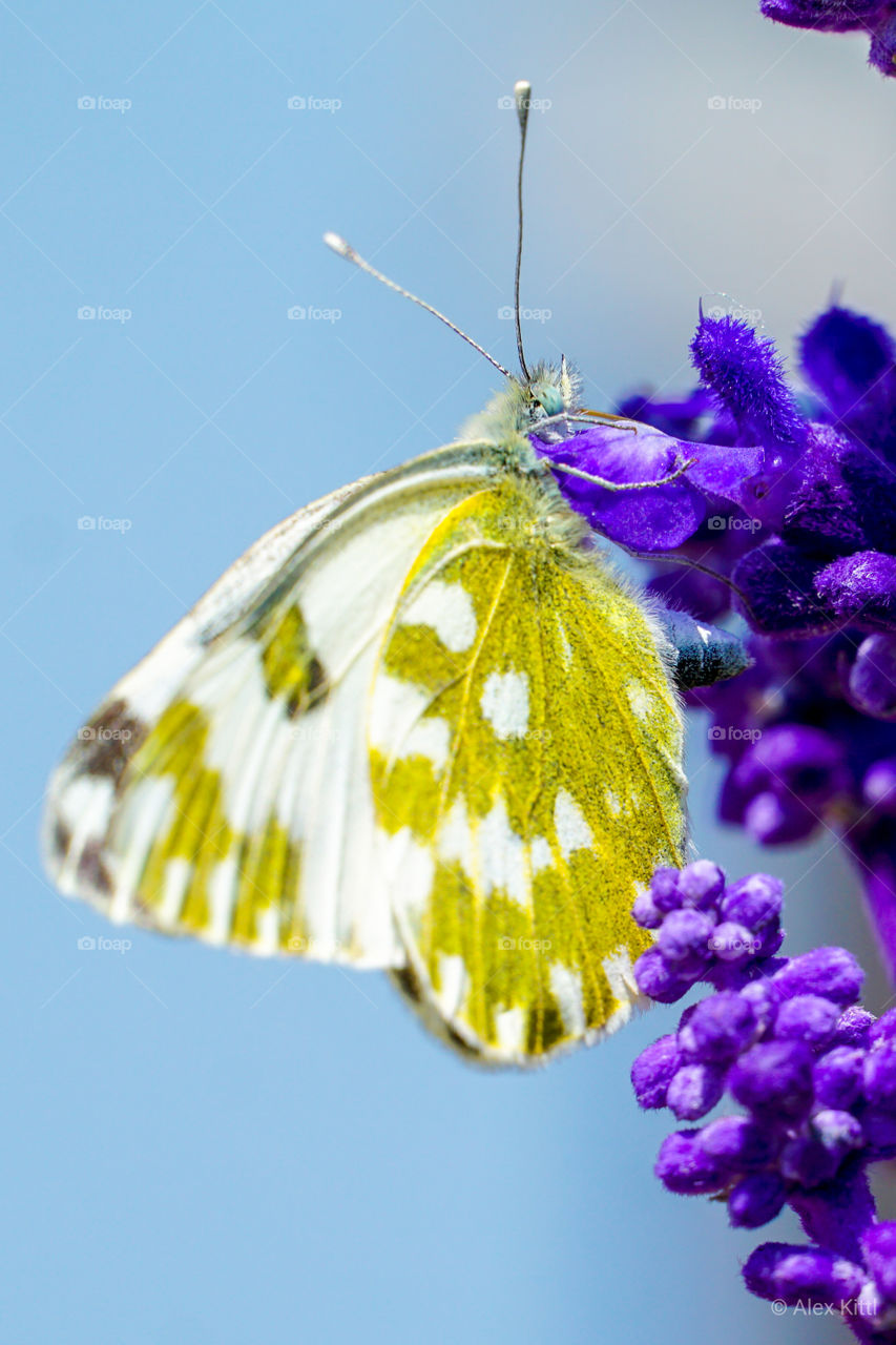 Schmetterling auf Blüte